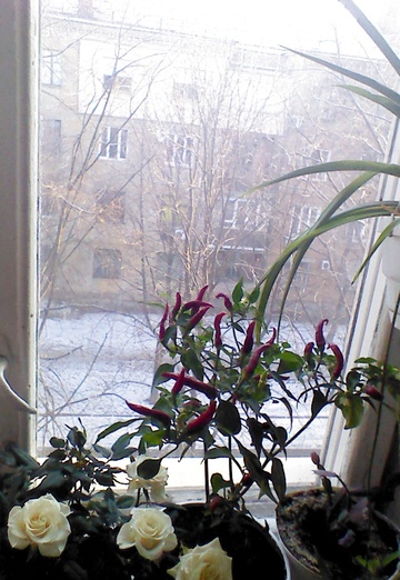 Elizaveta (@elizaveta6598) — my photo № 51